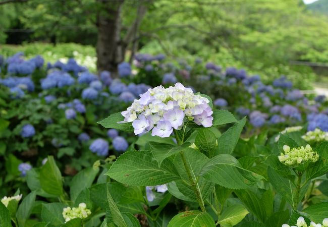 紫陽花も楽しめます。