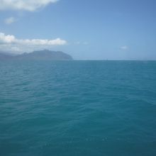 ウミガメも泳いでいました