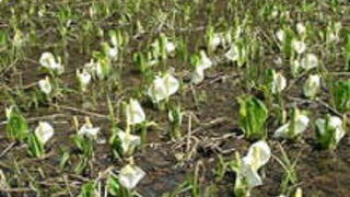 水芭蕉がとてもきれいです