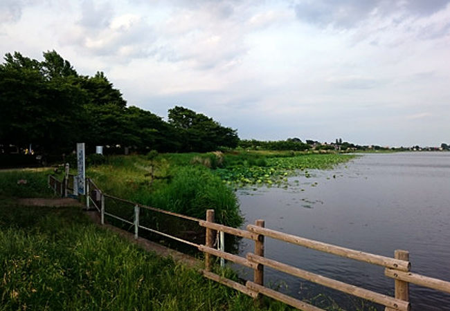 花菖蒲が見頃だった（＾＾