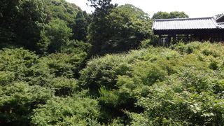新緑の東福寺もまた素晴らしい！