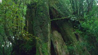 三代続いているという事で「三代」杉