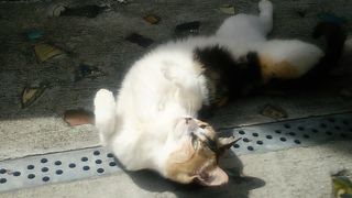 那覇やちむん通りで猫に会えます