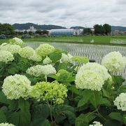 「開成あじさいまつり」は♪あったかいんだから～＾＾