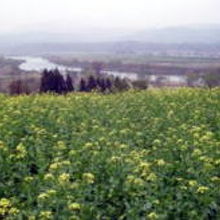 菜の花公園から見た千曲川