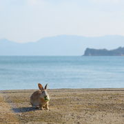 海とウサギ