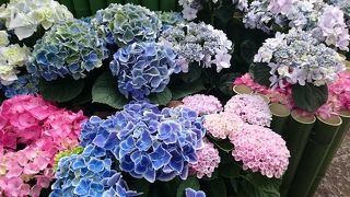 文京あじさい祭り開催中