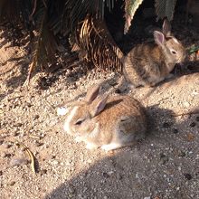 ウサギがうじゃうじゃ