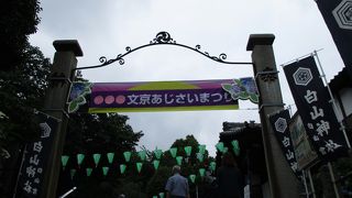 歯の神様とアジサイ