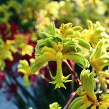 オーストラリアンガーデン