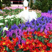 目にやさしい花の組み合わせ