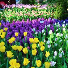 ドーム内にこれだけあると手入れもたいへんそう