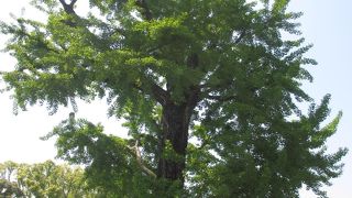 樹齢は推定で150年超だそうです。