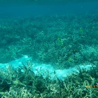 リーフの手前の鹿角珊瑚