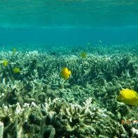 ダスキーアネモネフィッシユにも会えます