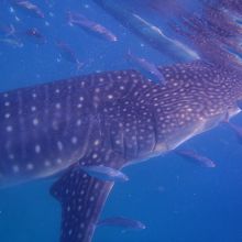 ジンベイ@オスロブ