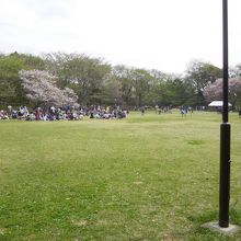 桜も少し残っててよかった