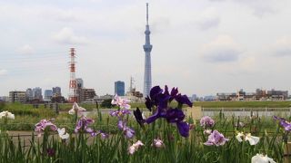 堀切水辺公園で花菖蒲とスカイツリーの共演