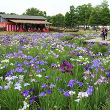 水元公園