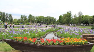 二つの会場で花菖蒲が綺麗に咲いていました