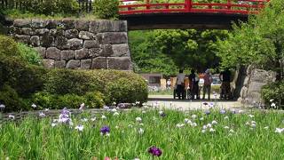 小田原城址公園