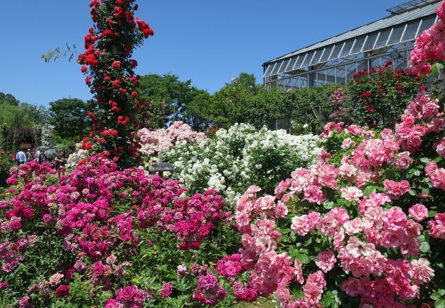 京成バラ園 クチコミ アクセス 営業時間 鎌ヶ谷 印西 八千代 フォートラベル 京成バラ園 クチコミ アクセス 営業時間 鎌ヶ谷 印西 八千代 フォートラベル