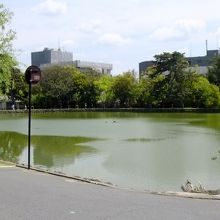 池の様子