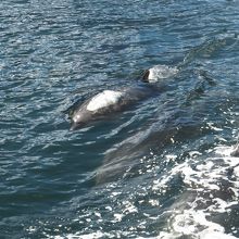 自然がいっぱいのクルーズです。