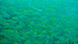 キュウイダイバー