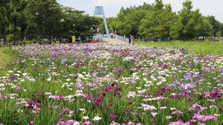 水元公園内にある大きな橋