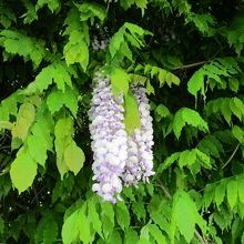 藤の花が咲いていました