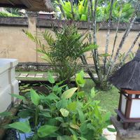 お庭　夜はカエルの大合唱