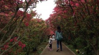 小室山公園つつじ祭り 静岡県伊東市