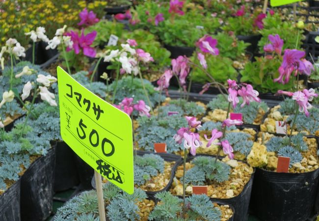 花フェスタ旭川 クチコミ アクセス 営業時間 旭川 フォートラベル