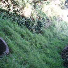 草ぼうぼう・・・