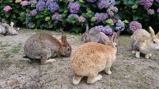 うさぎ　うさぎ　うさぎ