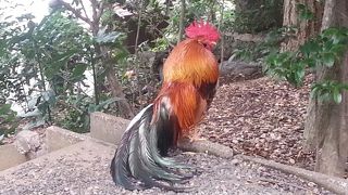 関東の三大天神のひとつ