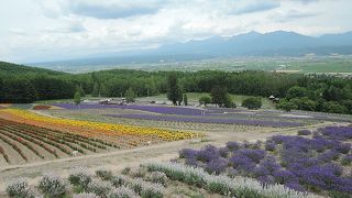 ゆっくりラベンダー鑑賞