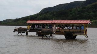 本当の水牛にたっぷり乗れます