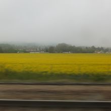 一面の菜の花畑です。