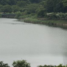 これは公園池の様子です。