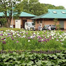 菖蒲が今盛りの菖蒲園