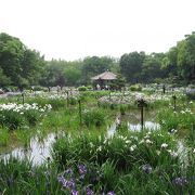 平成27年6月13日 花菖蒲の開花状況☆☆☆☆☆