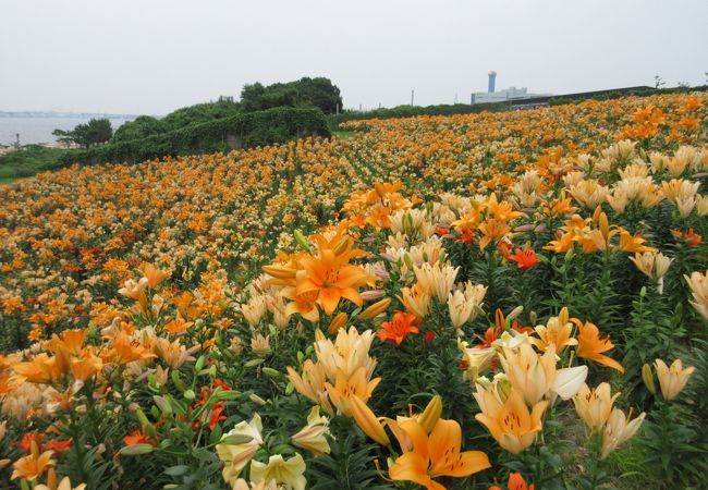 大阪舞洲ゆり園 クチコミ アクセス 営業時間 大阪ベイエリア フォートラベル