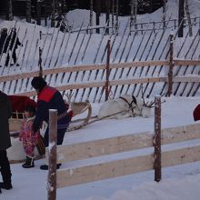 トナカイのソリに乗るアトラクションは子供向け
