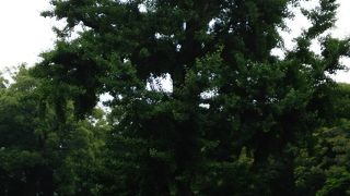 樹齢150年以上のイチョウ