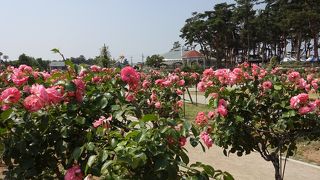 バラがいっぱい