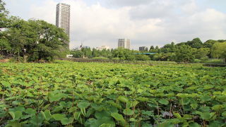 上野公園内にある天然の池