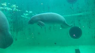 ゆったりマナティー