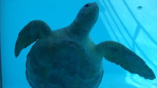 ウミガメを間近に観れる